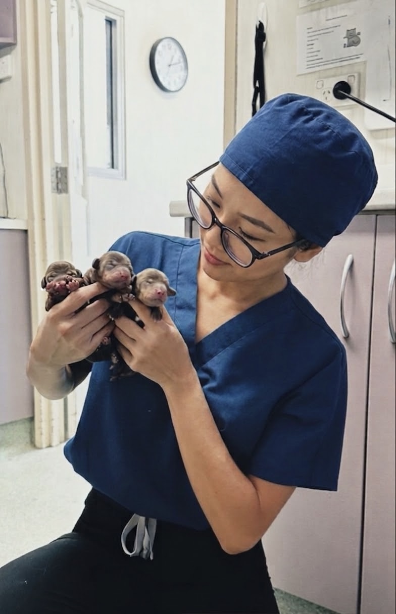 Veterinary surgeon in scrubs holding newborn puppies