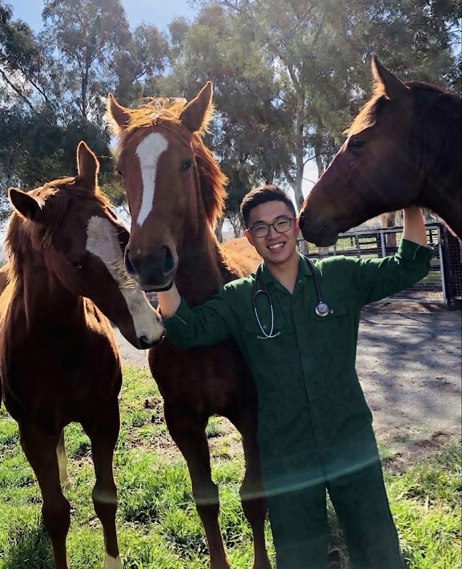 Veterinary student in overalls with horses during equine practice